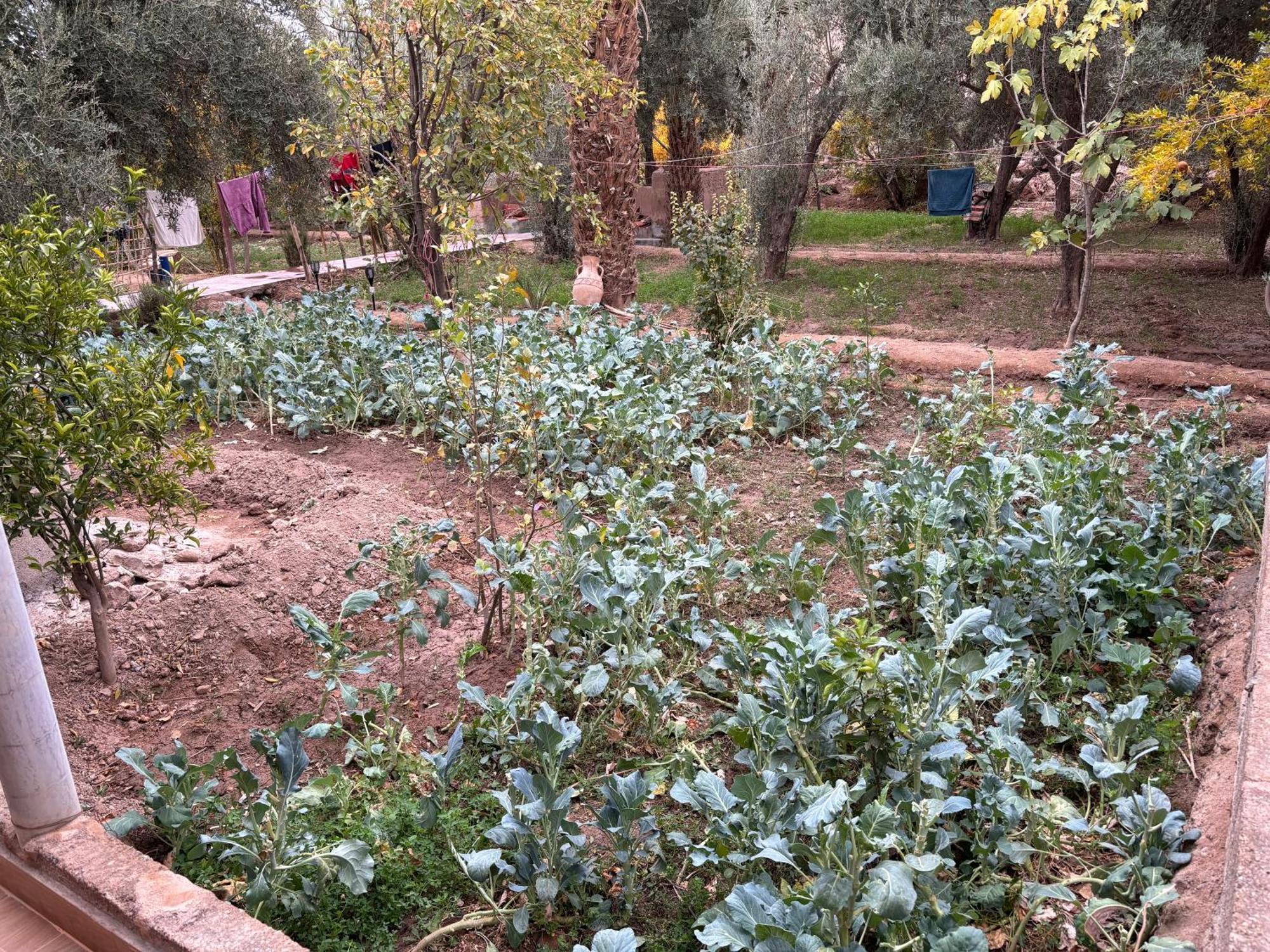 Gite Kasbah La Palmeraie Skoura Εξωτερικό φωτογραφία